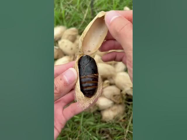 Earth-baked high-protein silkworm chrysalis, have you ever eaten it?