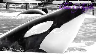 Return To Me [Trua&Kayla] @J31Oceans