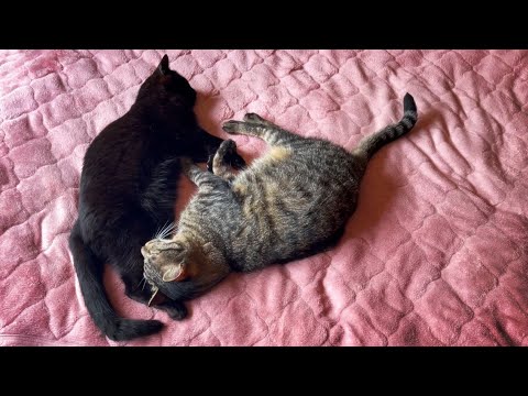 誰でも夢をみる　Everyone is dreaming