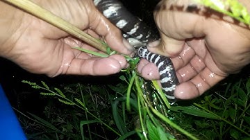 Cách làm mồi cấm câu rắn trung mùa nước # người miền tây # người miền tây