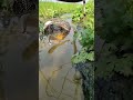 Big carpfish in green drain