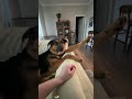 Origami dog:when they fold themselves into shapes.😂 #dog #funny #pets #dogshorts #doglife