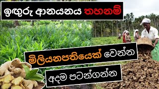 ඉඟුරු වගාවෙන් මිලියනයනපතියෙක් වෙන්න | Ginger cultivation sri lanka