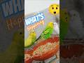 Baby Budgies Go Crazy When They Learn to Fly 😆🦜