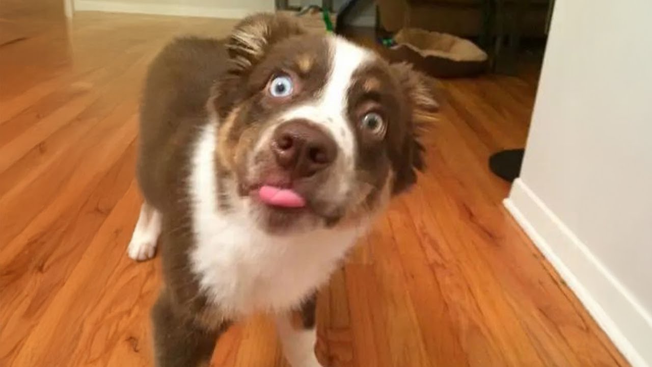 Border Collie Is The ONE and Only PERFECT Choice For Family 😂