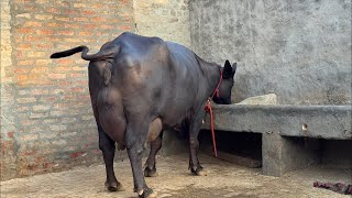 Live Final Milking 🌾 3rd Timer || Village-Kalirawan, Hisar 📱 7988545397, 99922 04330