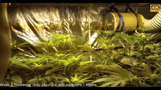 Gorilla Glue #4 Week 2 Flowering