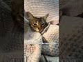 Signs that your cat OWNS you! 😂 #catshorts