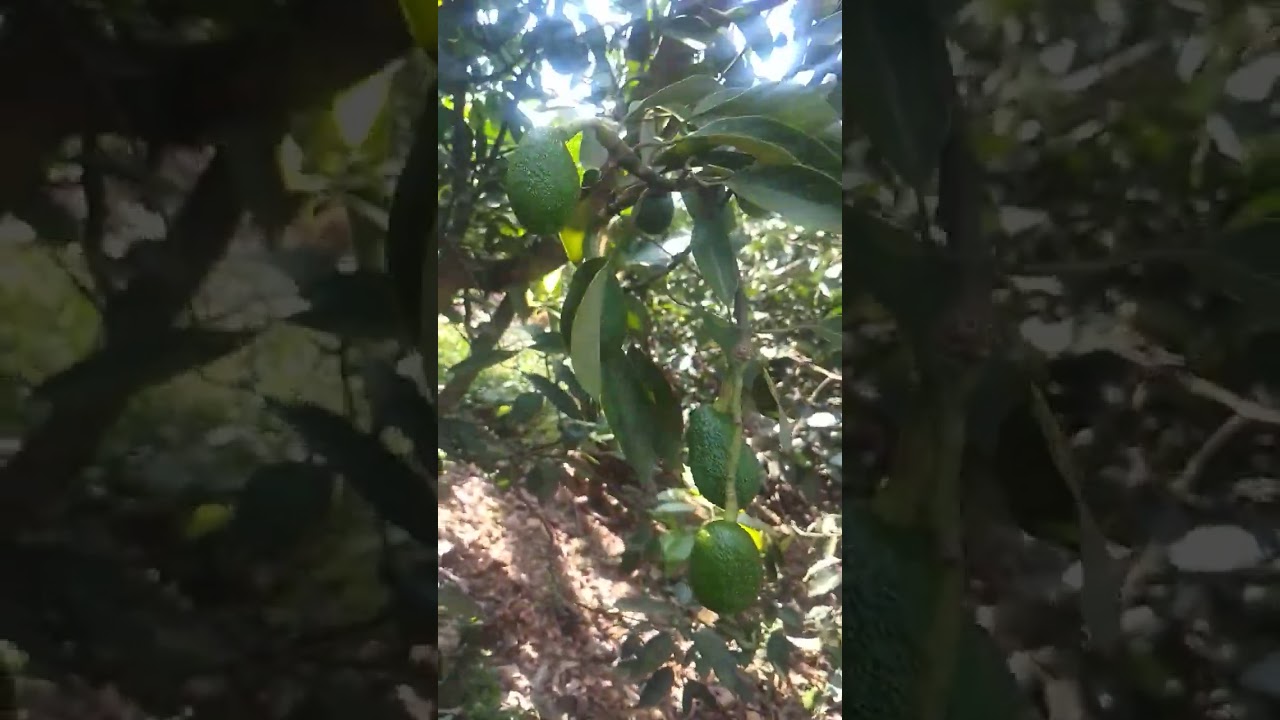 I would like you to be part of Golden Grove Avocado Farm.