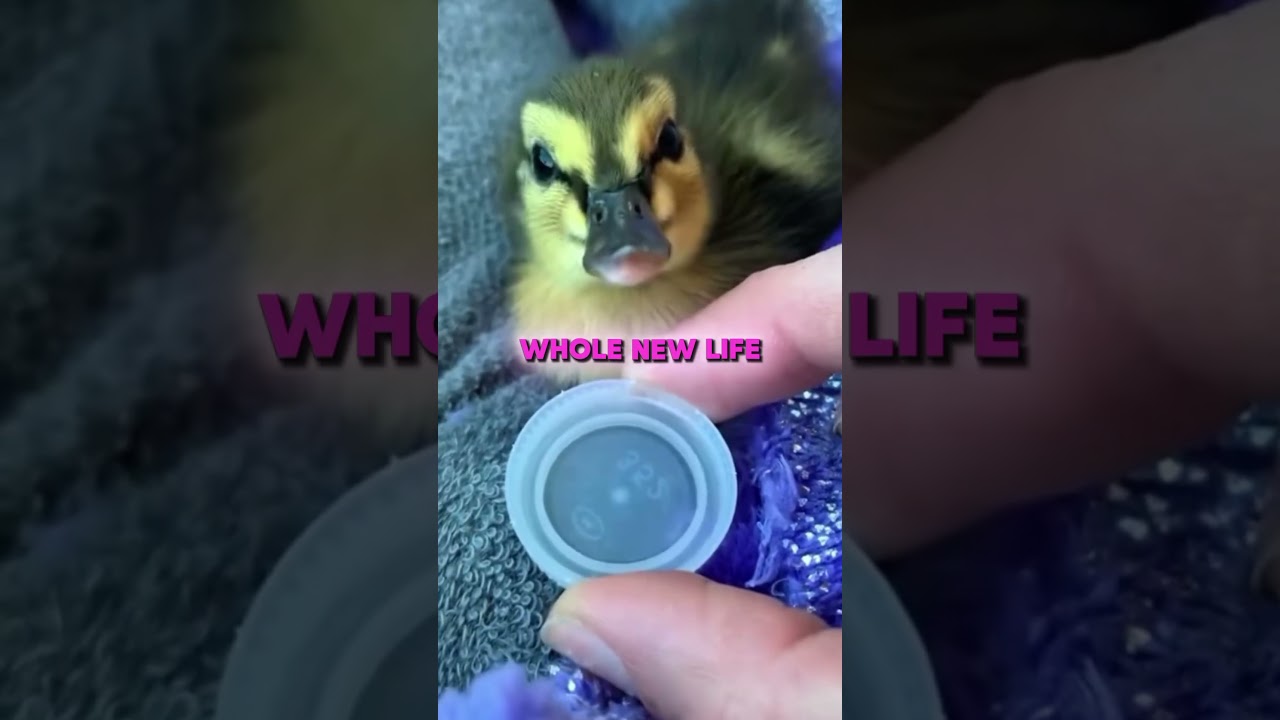 The Dog Who Fell in Love with Ducklings!🐶💕🐥