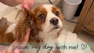 HOW TO GIVE YOUR DOG A BATH (PLUS EXTREME CUTENESS!)