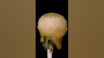 ASMR lollipop vs Torch close-up macro #shorts #satisfying #closeup #asmr #macro