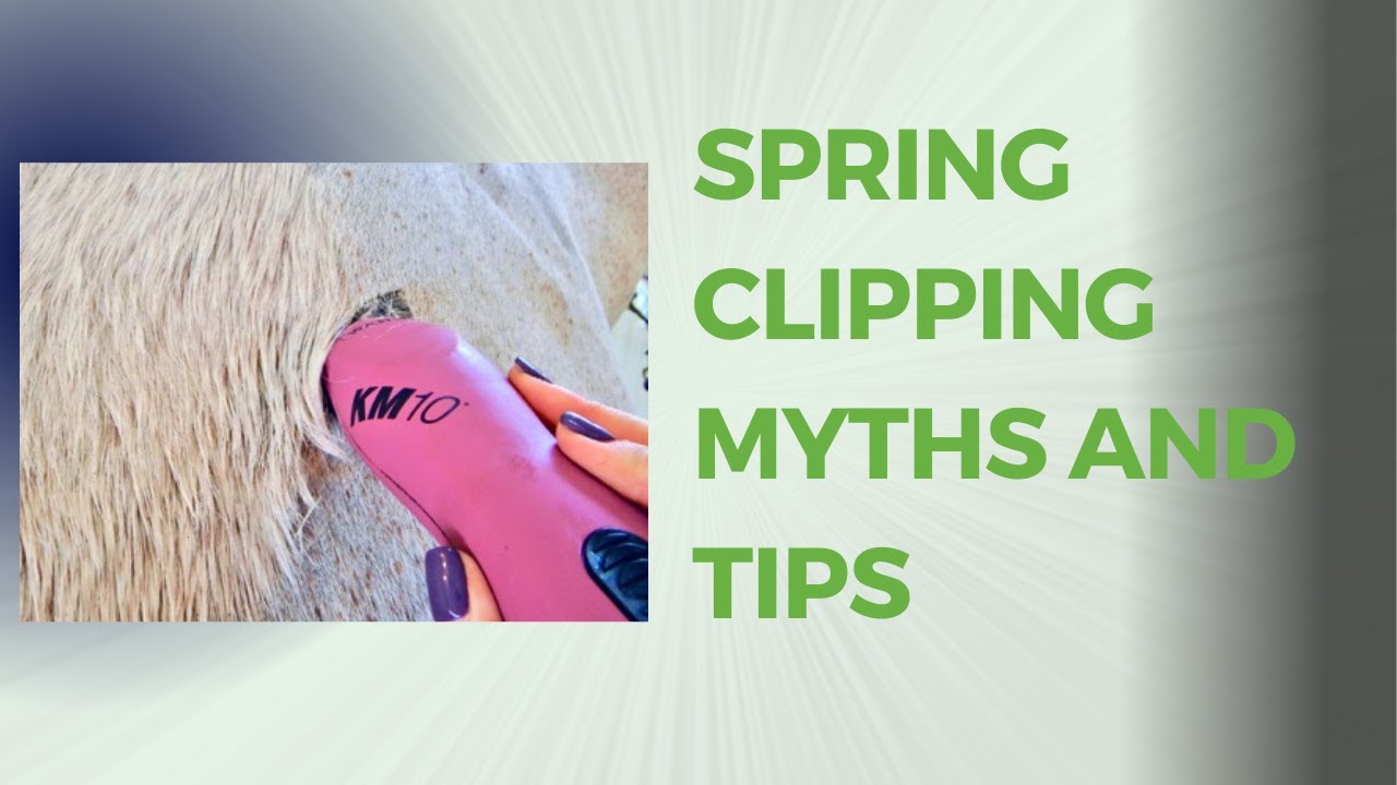 Clipping the shedding horse in spring? Let's talk about horse clipping