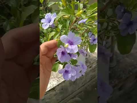 Video: Tentang Wild Petunia - Informasi Menanam Bunga Ruellia