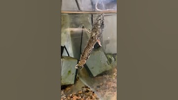 Cá lóc với sức sống mãnh liệt