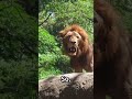 The Brave Lion : The Tale of Courage #animatedcomedy #familyfun #savetheday #kidsanimation
