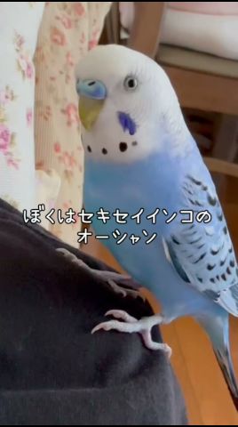 インコのマグカップが可愛すぎた #セキセイインコ #インコ #インコ兄弟 #budgies #bird #birds #癒し #かわいい #ocean #うちの子グッズ #shorts