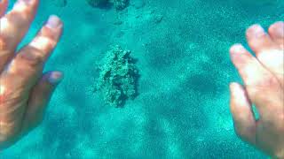 Ейлат 2021, коралловый риф
