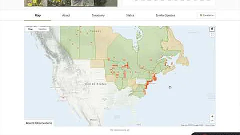 Using iNaturalist to identify an unknown plant