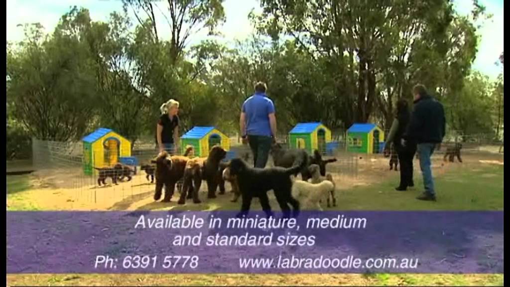 tasmanian labradoodles puppies