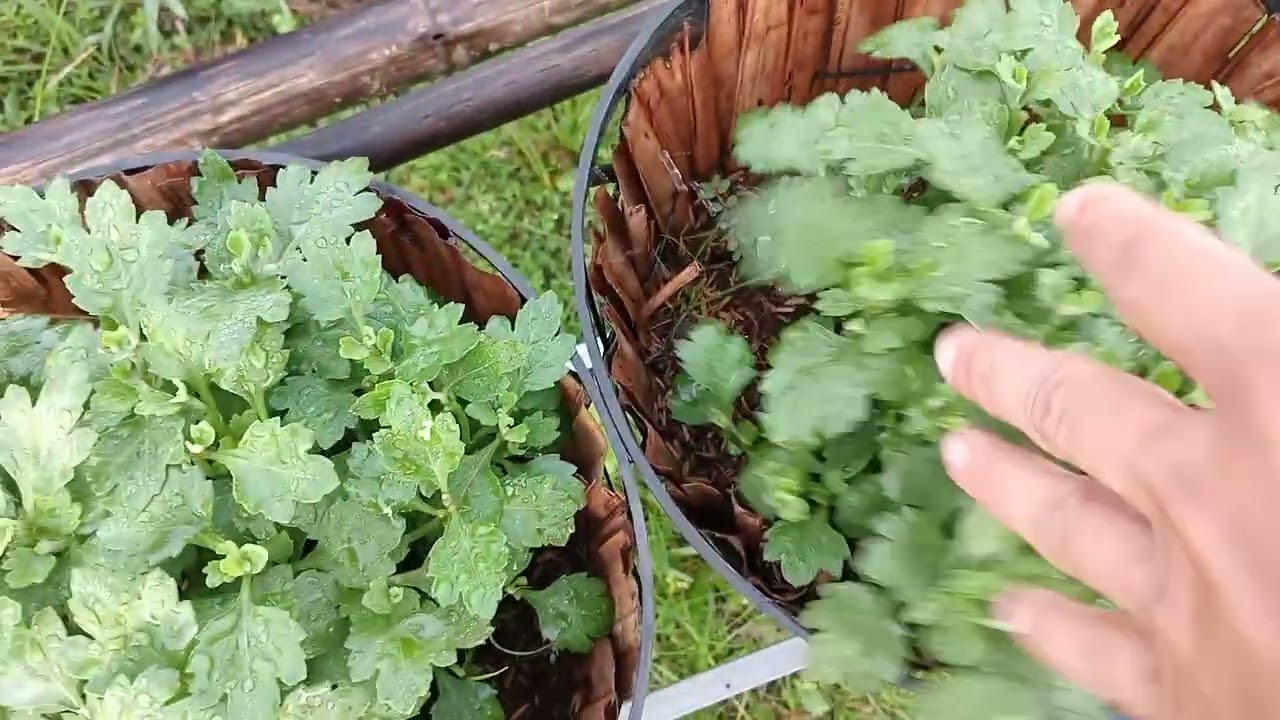 Cúc mâm xôi Tết 2026 17/7 âm lịch.