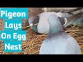 Pigeon video! High flying pigeon! Pigeon lays on egg nest.