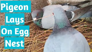 Pigeon video! High flying pigeon! Pigeon lays on egg nest.