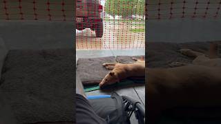 Dog relaxed #rain #dogs #dog #dogshorts #doglife #doglove #dogvideos #pets #pet #petlover #petlovers