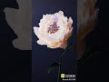 হানিফ শেখ রাসেল