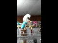 Cockatoo Destruction....Willow the Umbrella Cockatoo