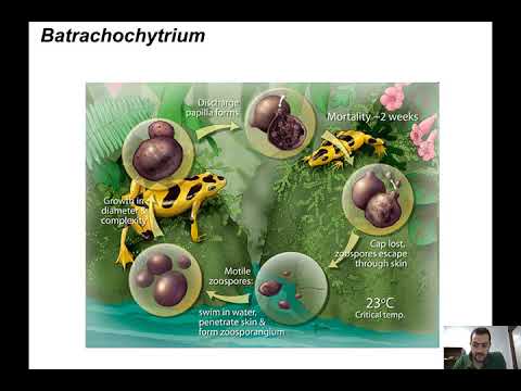 Phyla of Fungi: Chytridiomycota, Zygomycota, Glomeromycota