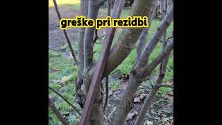 Greške i problemi pri rezidbi stubaste jabuke #pruning #apple #agriculture #agro #plum