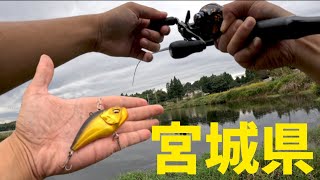 【宮城県バス釣り】野池にギガノトライトを巻き倒すと??♯宮城県♯バス釣り♯バレーヒル