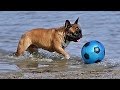 French Bulldog Playing Football  ✅