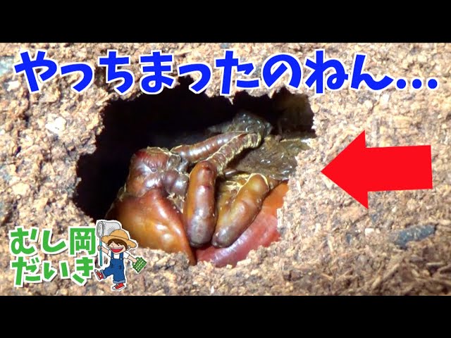 Serious mistake] A Hercules beetle (Dynastes hercules) was found
