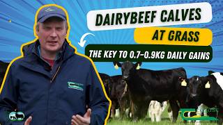Dairy Beef Calves at Grass - The Key to 0.7 - 0.9 kg daily gains