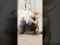クソが付くほどカワイイ柴犬#犬#柴犬#マッサージ