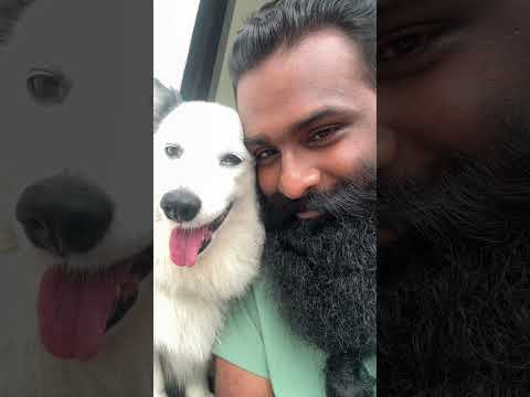 snehichal chank parichutherum🐾❤️#dogs #petsrule #puppy #puppylove #dog #viral #shots #youtubeshorts