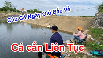 Câu Cá Tự Nhiên Ngày Gió Bắc Về Cá Cắn Liên Tục