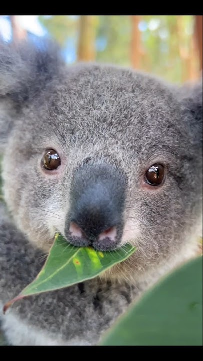 humorous-and-witty-animal-youtube