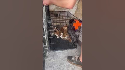 Волонтери та влада докладають усіх зусиль, щоби врятувати тварин