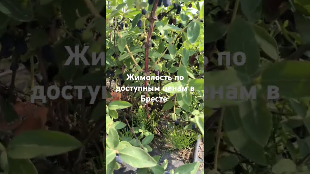 Жимолость, вкусная и полезная ягода, растения в горшках р9. Отправка по всей Беларуси. 