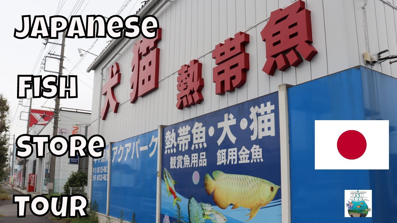 Local fish store tour in Japan YouTube