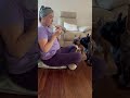 Hungry Eyes#funny #funnydogs#frenchbulldog #dog #dogmom#dogshorts #dogs
