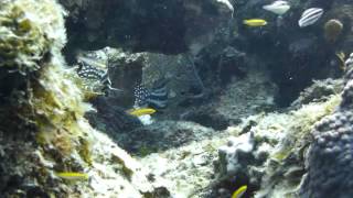 PADI Open Water course highlights April 2013