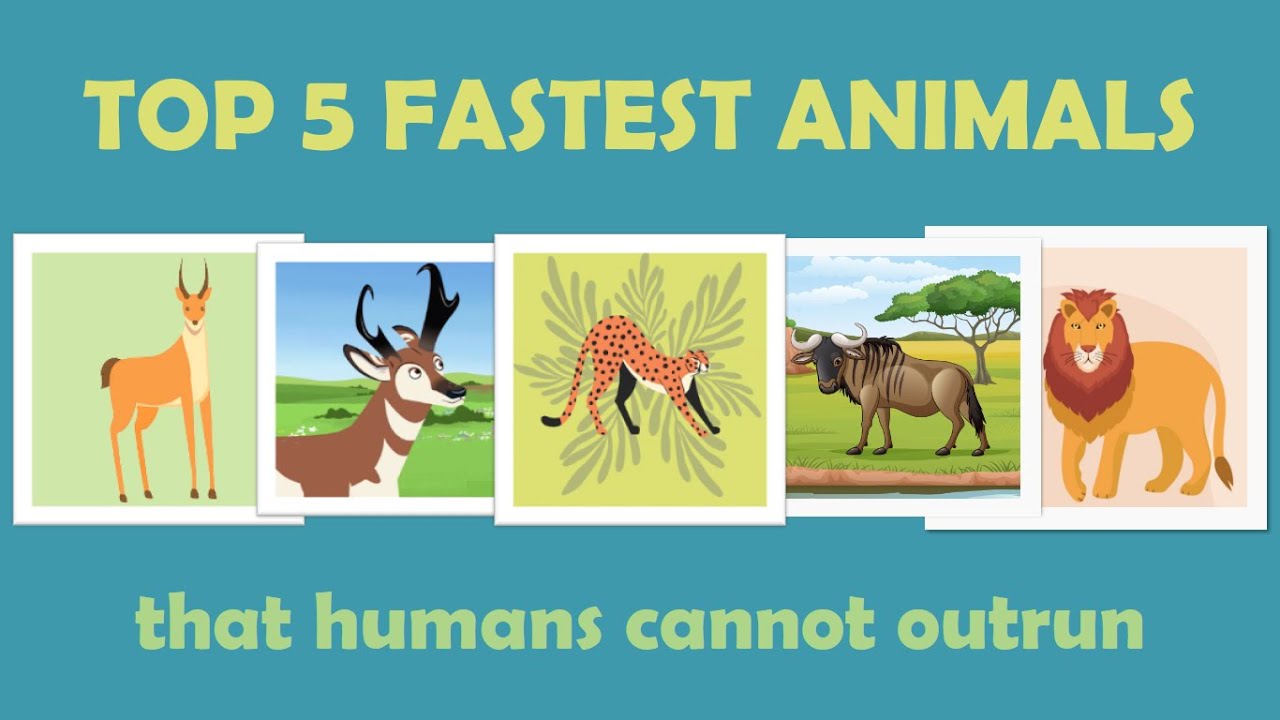 Animals that Humans Cannot Outrun | Animation