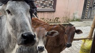 Feeding Mother And Baby Cow Comes To My Home #youtube #youtubevideo #video #cow #kindness 