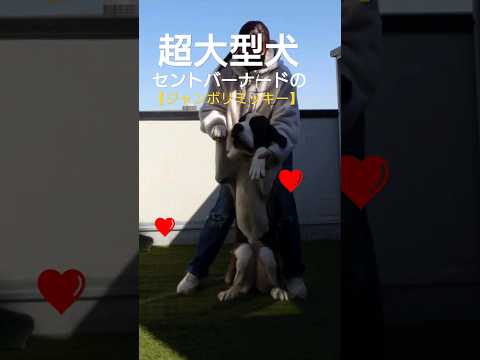 【超大型犬】セントバーナード8ヶ月の★ジャンボリミッキー出来るかな★ #超大型犬 #セントバーナード#shorts