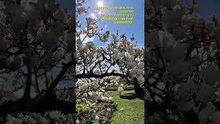 Spring Beautyshortsspringmagnolia