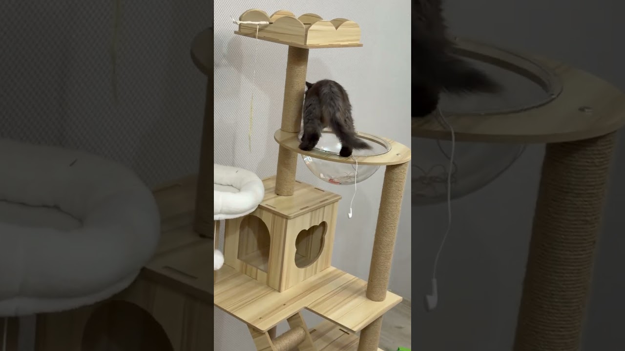 This Cat Understood The Assignment In The Cat House 😹 | Funny Cat Shorts